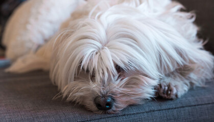 A portrait of a Maltese dog