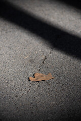 A leaf on asphalt