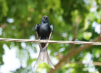 Bird on a Branch