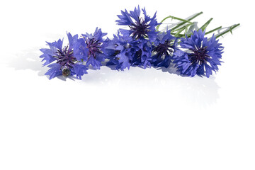 On a white isolated background, a flower arrangement of inflorescences of blue fresh cornflowers.Design element.