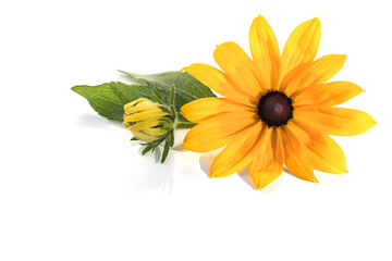 On an isolated white background inflorescence of yellow hairy rudbeckia, design element.