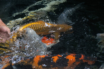 Koi fish swimming in a clear pond