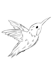 Hummingbird in line art illustration