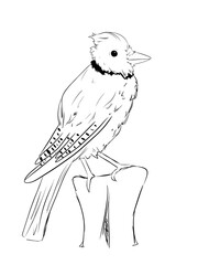 Blue jay bird in line art illustration 