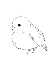 Australian Pink Robins bird in line art illustration