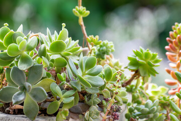 窓辺の多肉植物の寄せ植え
