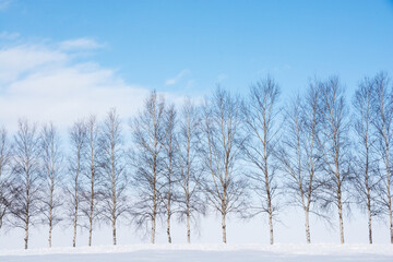 冬の青空とシラカバ並木
