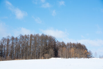 冬の晴れた日のカラマツ林と雪原

