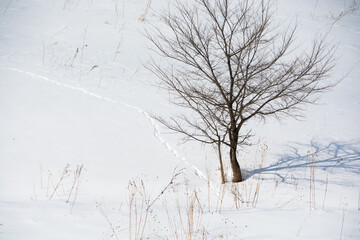 雪原の冬木立と野生動物の足跡