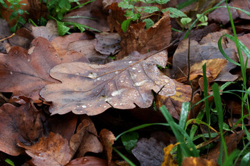 mushroom in the forest