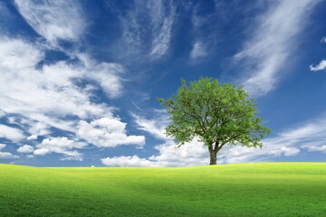 Fototapeta na wymiar blue sky green grass wild field and tree on horizon nature landscape