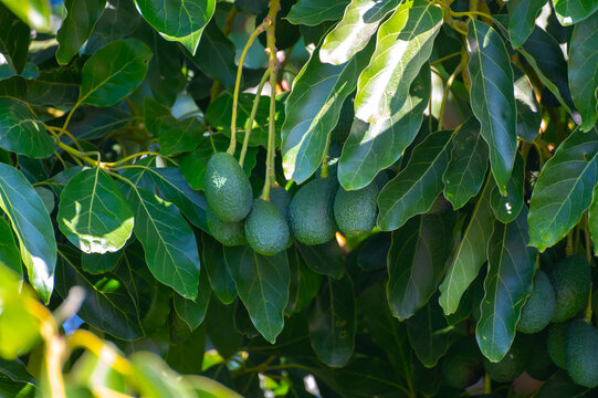 Ripe Green Hass Avocadoes Hanging On Tree Ready To Harvest, Avocado Plantation On Cyprus