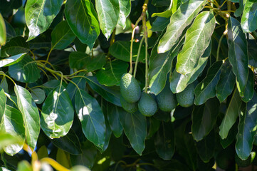 Ripe green hass avocadoes hanging on tree ready to harvest, avocado plantation on Cyprus
