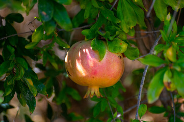Pomegranate tree with sweet ripe fruits ready to harvest