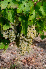 Wine production on Cyprus, ripe white wine grapes ready for harvest