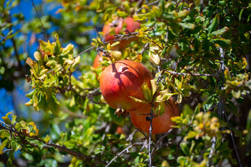 Pomegranate tree with sweet ripe fruits ready to harvest