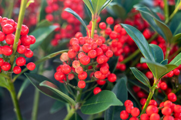 Red berries of winter blossoming garden plant, evergreen skimmia japonica  ornamental plant