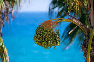Date palm trees and blue sea on background