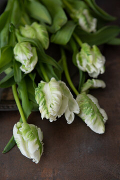 Close-Up of White Parrot Tulips on Bronze Background