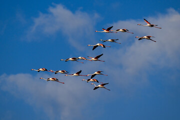 Flock of Greater Flamingos  flying against blue sky 