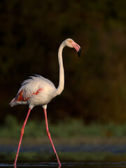 Greater Flamingo closeup portrait against green background