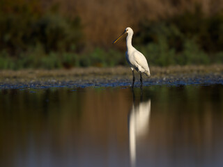 Eurasian Spoonbill with reflection foraging on the pond in early morning light