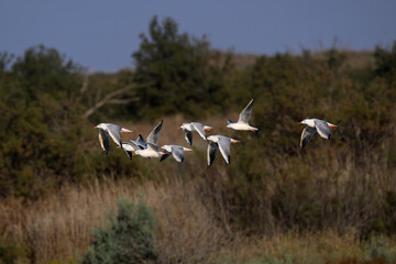Fototapeta na wymiar Flock of Slender-billed Gull in flight