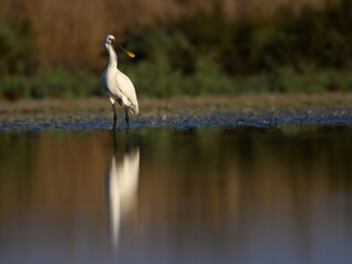 Eurasian Spoonbill with reflection foraging on the pond in early morning light