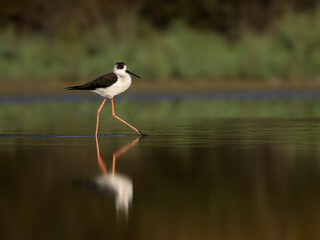 Black-winged Stilt