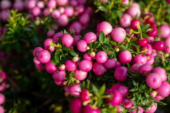 Pink Berries Images – Browse 417,871 Stock Photos, Vectors, and