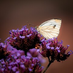 Butterfly on a purple plant against blur background