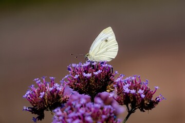 Butterfly on a purple plant against blur background