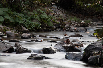 A stream in the forest