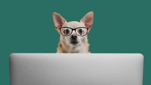 Portrait of smart puppy dog of the terrier breed office worker. Dog is looking at laptop on a cyan background. Free space for text. Transparent chroma key footage with alpha channel