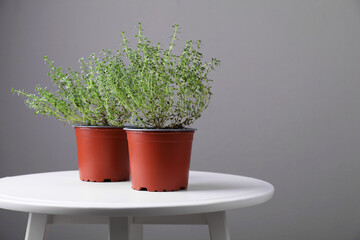 Aromatic green thyme in pots on white table against grey wall, space for text