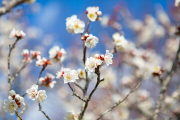 青空を背景に白梅の花	