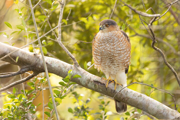 A Cooper's hawk (Accipiter cooperii) OR a sharp-shinned hawk (Accipiter striatus) perches among green leaves in Sarasota, Florida.
