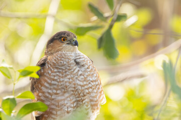 A Cooper's hawk (Accipiter cooperii) OR a sharp-shinned hawk (Accipiter striatus) perches among green leaves in Sarasota, Florida.