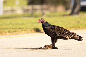 A turkey vulture (Cathartes aura), a common scavenger bird, finds a mammal carcass to eat in the middle of the road in Sarasota, Florida