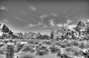 Landscape of Joshua Tree National Park with clear skies and rocky backdrop