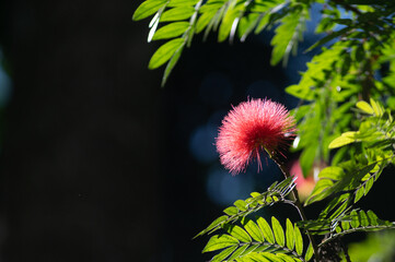 Tropical Surinamese stick pea in bloom