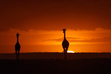 Giraffie@Sunset in Maasaimara -East Africa