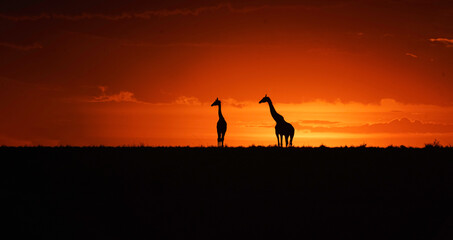 Giraffie@Sunset in Maasaimara -East Africa
