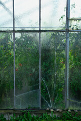 Tomato plants behind old textured glass (Solanum lycopersicum)