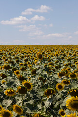 Obraz premium Field of sunflowers