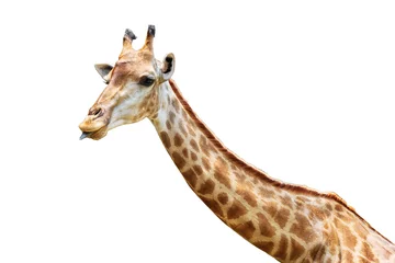 Poster Close-up photo of giraffe face isolated on white background with clipping path © Rungsan