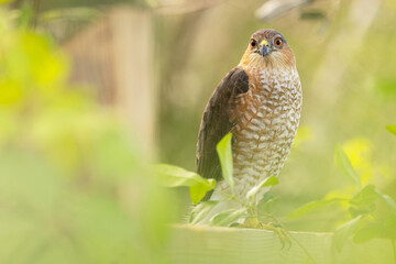 A Cooper's hawk (Accipiter cooperii) OR a sharp-shinned hawk (Accipiter striatus) perches among green leaves in Sarasota, Florida.