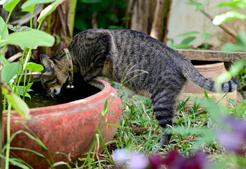 Closeup of a black striped cat standing drinking water in a terra cotta basin in the garden at...