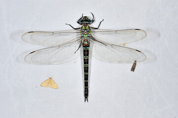 オオルリボシヤンマの雌（北海道・鶴居村）  © 愛 高行