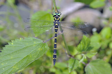 オニヤンマの雄（北海道・知床）

